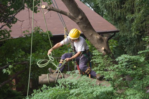 How Our Tree Care Process Works  in  Salem, OR